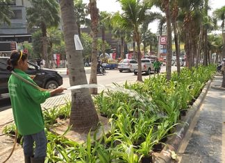The city has planted thousands of lilies along Beach Road and is asking the hundreds of thousands of people expected for the annual music festival this month to not trample them.