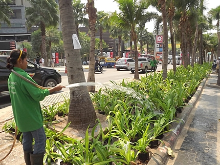 The city has planted thousands of lilies along Beach Road and is asking the hundreds of thousands of people expected for the annual music festival this month to not trample them. 