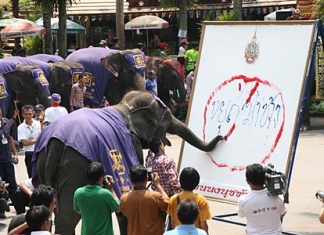 A clever 9-year-old female elephant cleverly writes “Stop Killing Elephants”.