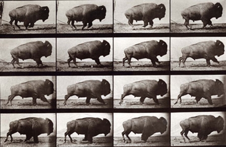 Muybridge’s bison on the hoof. 
