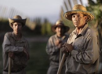 Vineyard workers at Zuccardi Winery, Argentina.
