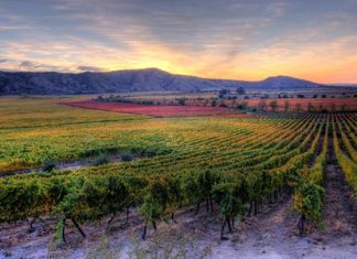 La Rinconada vineyard, source of “Las Condes” wines.