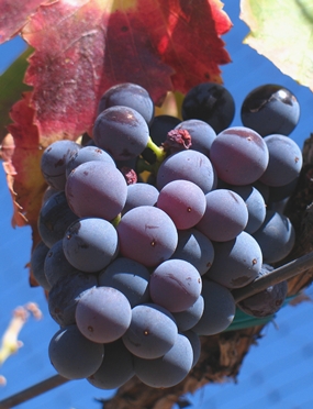 Grenache grapes. (Photo by Josh McFadden) 
