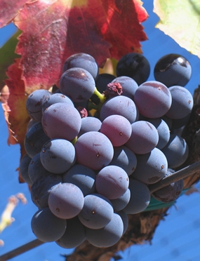 Grenache grapes. (Photo by Josh McFadden)