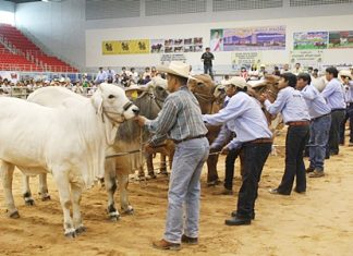 Buckaroos line up their best heifers for judging at the 2012 Pattaya Livestock Show.