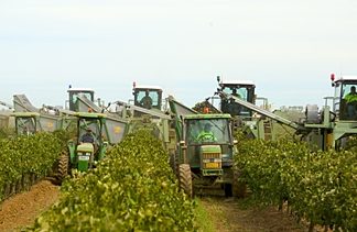 Machine harvesters pick grapes at Cedar Creek’s Yenda vineyard.