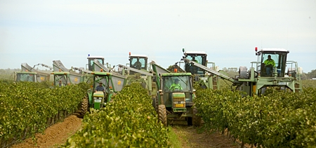 Machine harvesters pick grapes at Cedar Creek’s Yenda vineyard. 