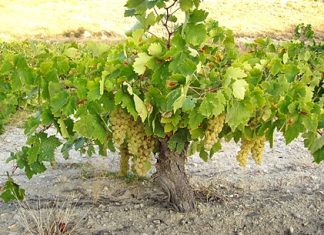 The Airén vine needs a lot of room (Photo: Bodegas Ambite)