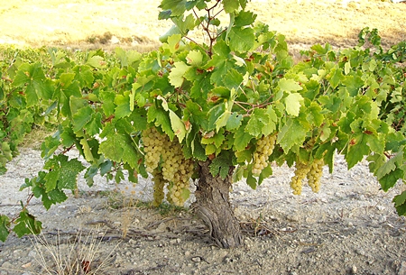 The Airén vine needs a lot of room (Photo: Bodegas Ambite) 
