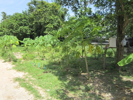 The crops are doing nicely.