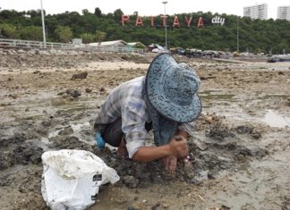 Residents in Laem Bali Hai, South Pattaya, dig for clams at the pier.