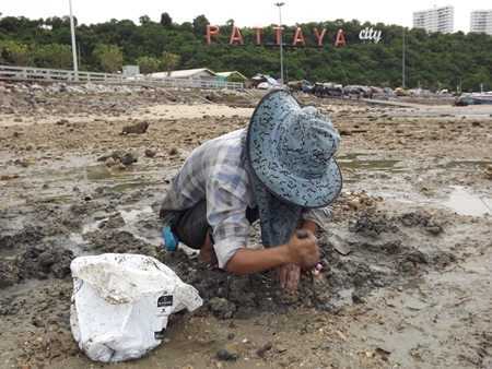 Residents in Laem Bali Hai, South Pattaya, dig for clams at the pier.