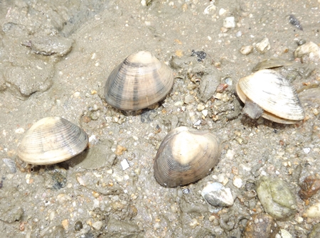 Clams from the sea.