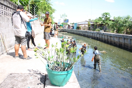 Hard Rock Hotel Pattaya employees plant mangrove shoots and clean garbage out of Nokyang Canal. 