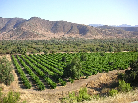 Vineyard in the foothills of the Andes (Photo: Beatrice Murch) 