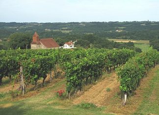 Madiran vineyards (© Jean-Marc Puech)