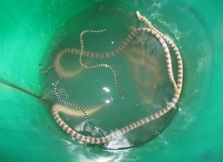 On board one of the vessels, navy officers found this bucket of sea snakes that were captured for their venom.