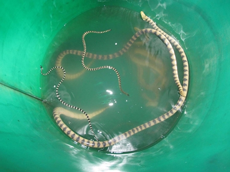 On board one of the vessels, navy officers found this bucket of sea snakes that were captured for their venom.
