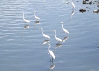 Egrets’ images reflect in the calm waters near Naklua Bridge.