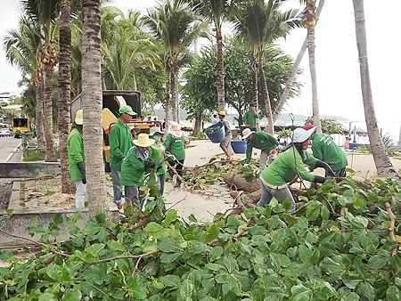 City workers clean up branches they had cut to keep it from blocking lights and cameras to provide tourists more security. 