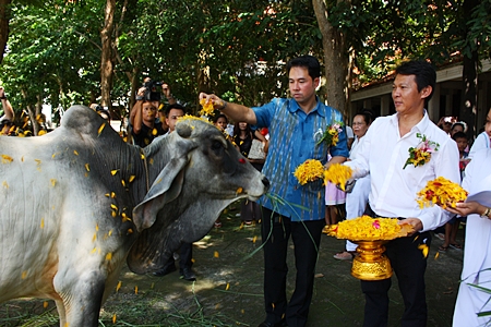Mayor Itthiphol Kunplome sprinkles flowers over the heads of cows whose lives have been spared in honor of HM the Queen’s dedication to environmental conservation.