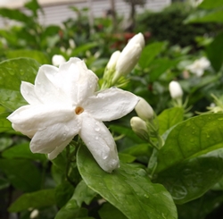 Jasmine, a symbol of Mother’s Day.