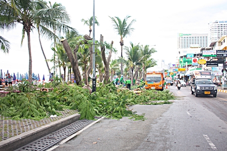 Creating eye soars in the name of security - city workers continue to chop away at trees along Beach Road. 