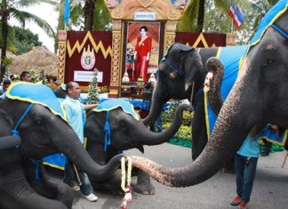 Elephants help Nong Nooch celebrate Mother’s Day Junior pachyderms give flowers to their mothers.