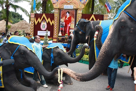 Junior pachyderms give flowers to their mothers.