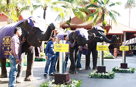 Pachyderms Christmas, Thupthim and Plaimuk use their trunks to fill dippers with candle wax during the “Nine Days, Nine Temples, Nine Candles” event July 22-30 at Nong Nooch Tropical Gardens. 