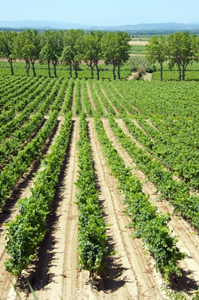 An Yvon Mau vineyard, in Languedoc Region of Southern France. 