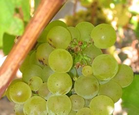 Sauvignon grapes on the vine