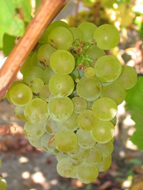 Sauvignon grapes on the vine 