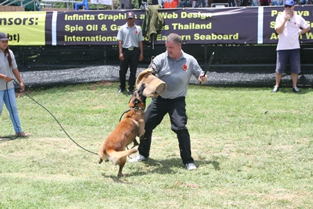 The afternoon segment of the entertainment starts off with Joe Cox’s security dog show demonstration.
