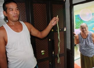 Mae Chaluay looks on as one of the rescuers holds up the snake for the cameras.