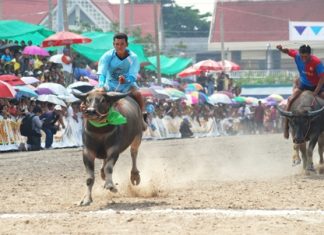 The 141st running of the Chonburi Buffalo Races will be part of the annual festival Oct. 26-Nov. 1.