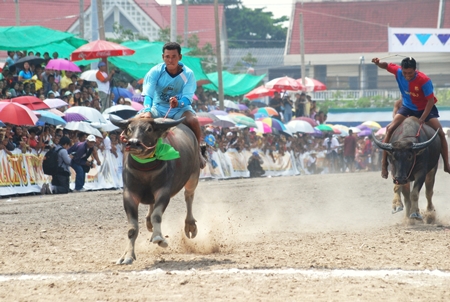 The 141st running of the Chonburi Buffalo Races will be part of the annual festival Oct. 26-Nov. 1. 