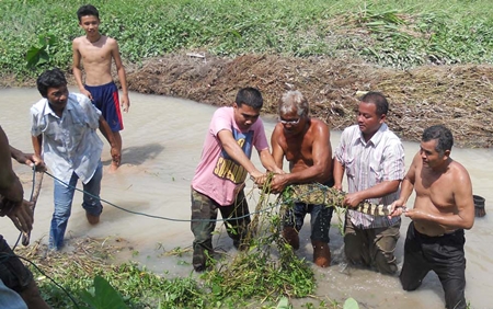 Animal-control officers and residents manage to catch one of the escaped crocodiles, but as many as 100 escaped their pens. 