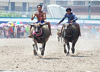 The 141st running of the Chonburi Buffalo Races will be part of the annual festival Oct. 26-Nov. 1.