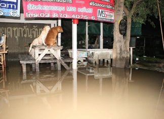 Local pets take to high ground to keep their paws dry during the annual floods.
