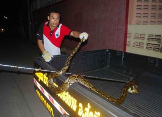 Rescue workers very carefully subdue the lengthy reptile.