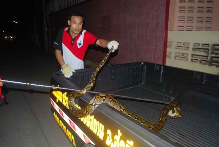 Rescue workers very carefully subdue the lengthy reptile. 