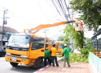 City trims trees in Naklua City workers trim tree branches away from power lines in Naklua.