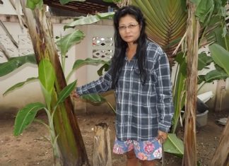 Buarat Spindee says she and her family plants banana trees every year for Loy Krathong.