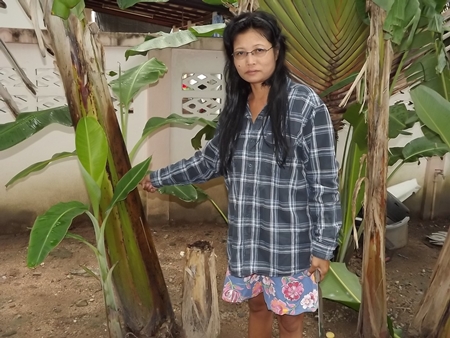 Buarat Spindee says she and her family plants banana trees every year for Loy Krathong. 