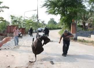 After tying a harness around it, workers were able to extract this calf from an underground drainage canal.