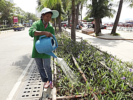 City worker “Nok” waters the newly planted flowers along the beach promenade. 