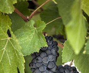 Merlot grapes on the vine.