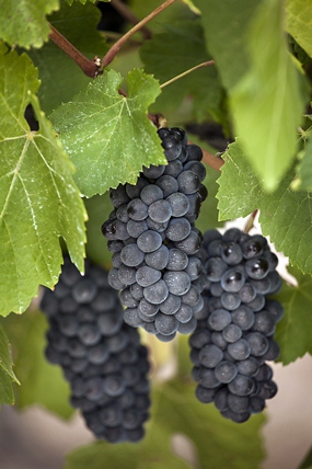 Merlot grapes on the vine. 