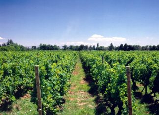Part of the Purisima vineyard in Chile.